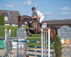 jumper Checklight MW (Westphalian, 2018)
