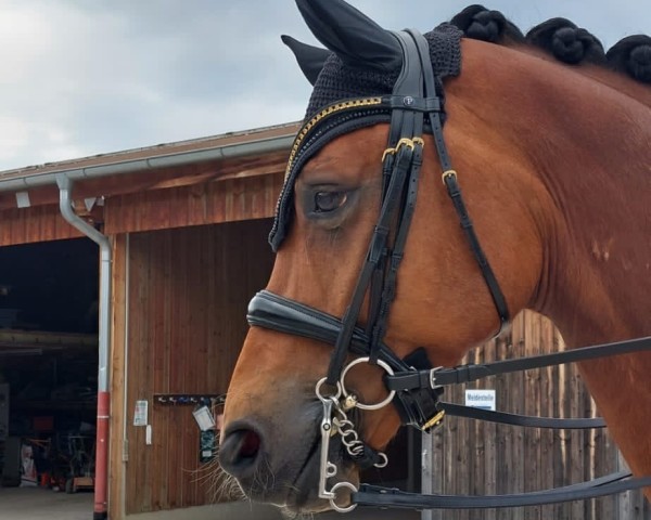 dressage horse Florian S 4 (Westphalian, 2016, from Fashion Maker)