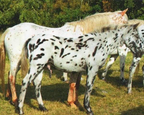 dressage horse Ticcino of Mountain (Knabstrupper, 2012, from Thunderking of Mountain)