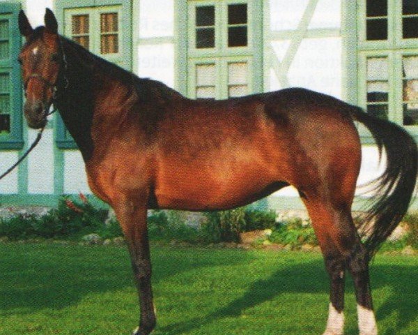 horse Alena (Württemberger, 1993, from Almeo)