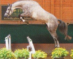 Springpferd Cassallo (Holsteiner, 2007, von Cassaro 5)