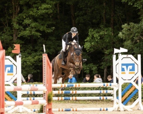 Springpferd Cascadella 11 (Holsteiner, 2013, von Cascadello)