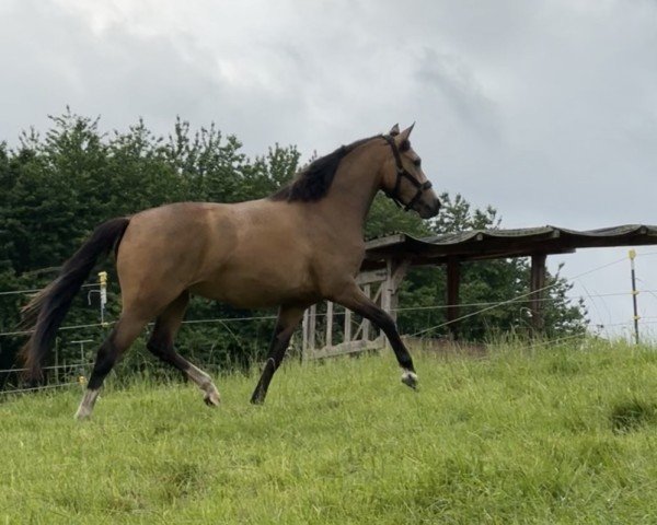 dressage horse Carla Columna (German Riding Pony, 2023, from Can Dance 3)