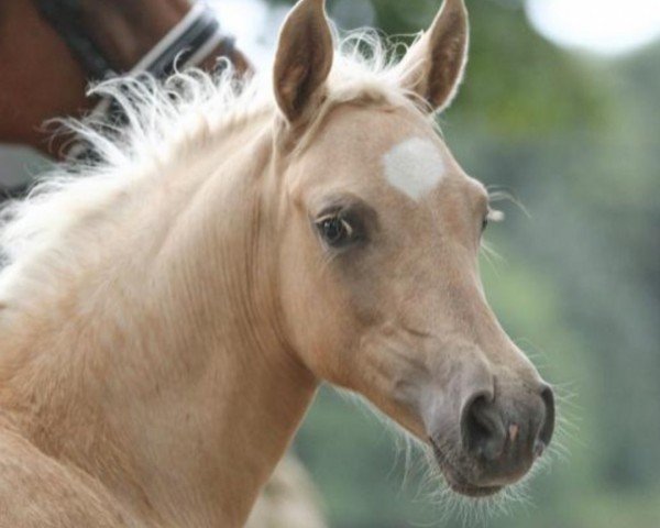 dressage horse Steendieks Mein Goldstück (German Riding Pony, 2021, from Steendieks Prince of Glory)