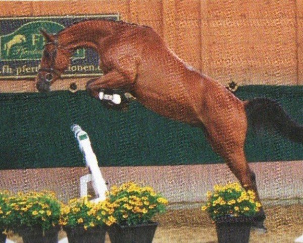 jumper Lord´s Speedmaster (Holsteiner, 2008, from Lord Z)