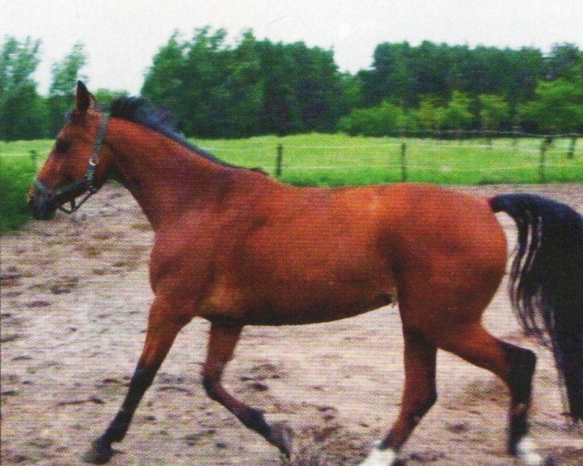 horse Darga FS (German Sport Horse, 2003, from Glenn Mentino)