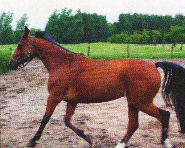 horse Darga FS (German Sport Horse, 2003, from Glenn Mentino)