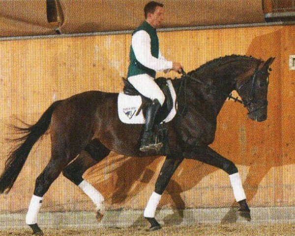 dressage horse Diamond Hill (Oldenburg, 2007, from Diamonit I)