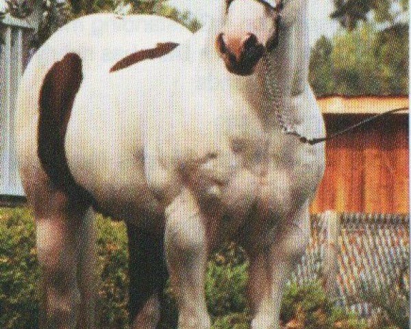 horse Hit Man (Paint Horse,  , from Sky Bug Bingo)