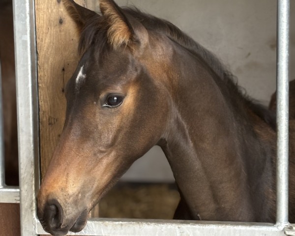 foal by Zoomio S (Westphalian, 2025, from Zoom 8)