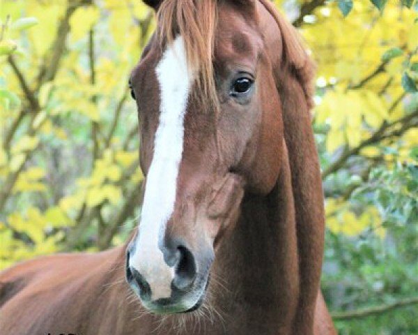 dressage horse Lousing (Hanoverian, 2014, from Livaldon)