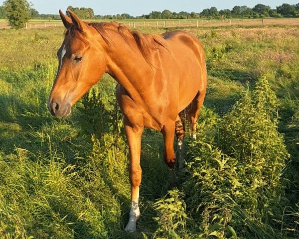 dressage horse Don Royals Milan (Brandenburg, 2023, from Don Royal)