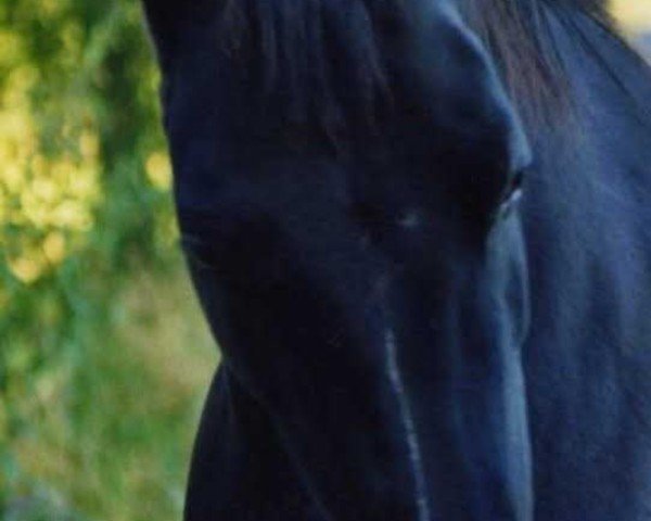 broodmare Berkatal Fancy (German Riding Pony, 1994, from Hogewald's Nantano)