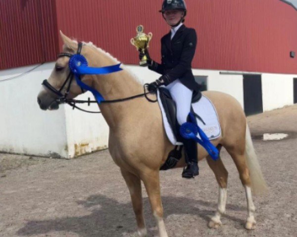 dressage horse Lunds Dreamcatcher (Danish Reitpony, 2020, from Dream a little Dream AT)