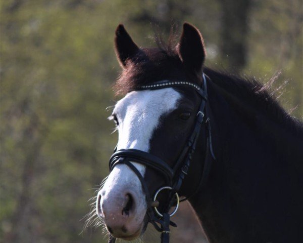 broodmare Fine (German Riding Pony, 2011, from No Limit)