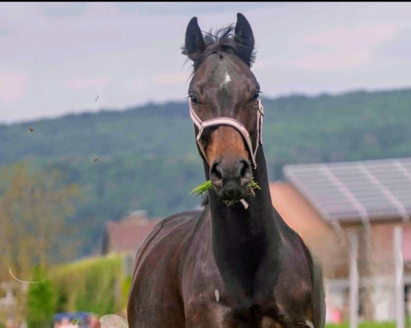dressage horse Olivia (KWPN (Royal Dutch Sporthorse), 2019, from Just Wimphof)