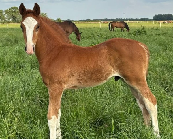 foal by Amadeo B (Holsteiner, 2025, from Accroche)