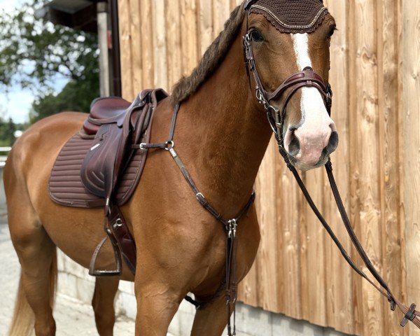 Springpferd Cheeky Candina (Deutsches Reitpferd, 2021, von Candinas)