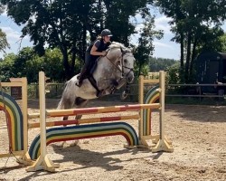 jumper Carlsson Grey (German Sport Horse, 2017, from Carleyle)