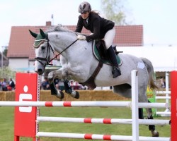 Springpferd Maicy Grey (Deutsches Sportpferd, 2004, von Mr. Mc)