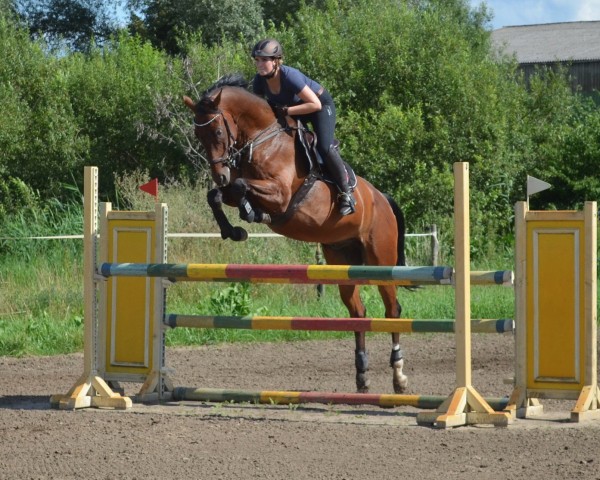 jumper Safir SB (German Sport Horse, 2010, from San Muscadet)
