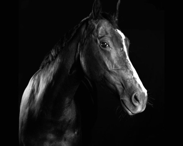 dressage horse Solana (Westphalian, 2018, from Secret)