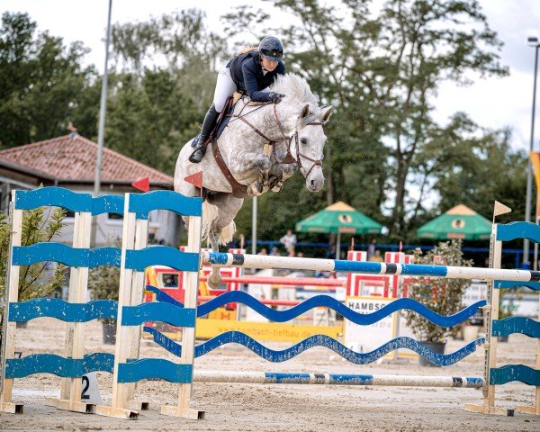 jumper Mister Masters 111 Z (Zangersheide riding horse, 2018, from Shadowfax 111)