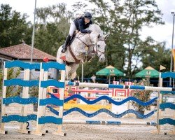 Springpferd Mister Masters 111 Z (Zangersheide Reitpferd, 2018, von Shadowfax 111)