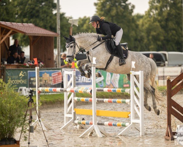 broodmare Coachella 7 (Oldenburg show jumper, 2013, from Christian 25)