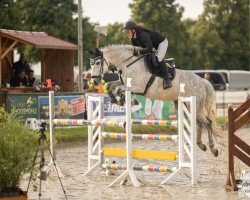 broodmare Coachella 7 (Oldenburg show jumper, 2013, from Christian 25)