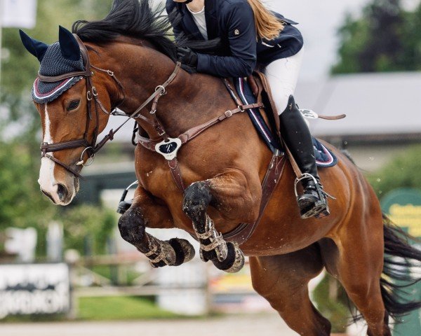 jumper Diva de Luna 6 (Hanoverian, 2020, from Diamant de Plaisir 178 FIN)
