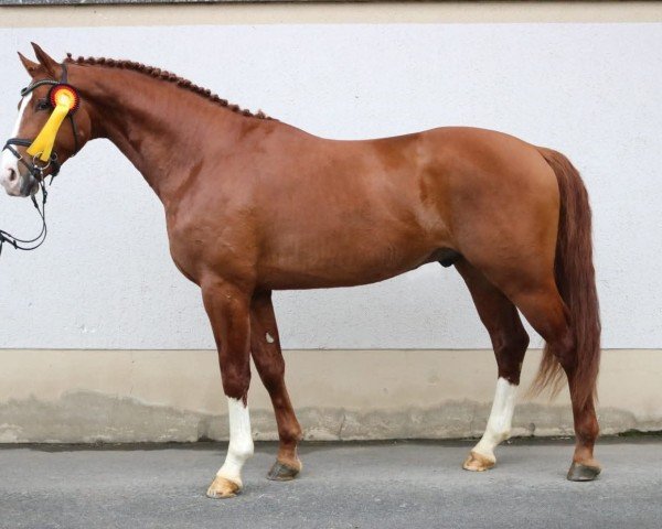 jumper Colberg WM (German Sport Horse, 2021, from Courtier)