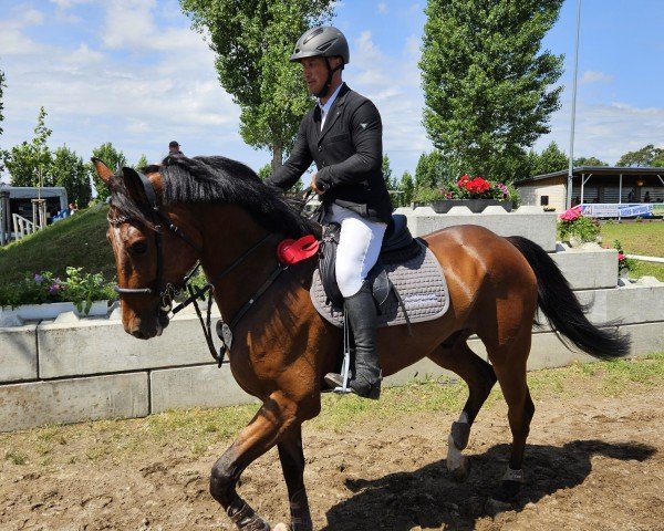 jumper Dicaprio 13 (Hanoverian, 2019, from Dia Corrado)