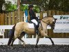 horse Luna 2038 (Welsh-Pony (Section B), 2010, from Cadlanvalley Goldstar)