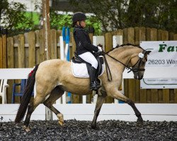 Pferd Luna 2038 (Welsh Pony (Sek.B), 2010, von Cadlanvalley Goldstar)