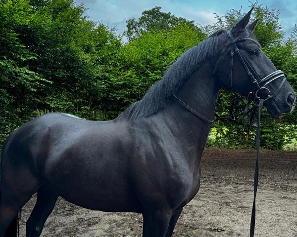 horse Haya 31 (Trakehner, 2017, from Münchhausen)