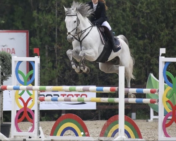 Springpferd Conthacon (Oldenburger Springpferd, 2010, von Conthargos)