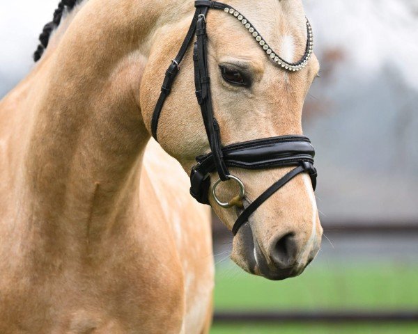 Deckhengst Double Jackpot PP (Österreichisches Reitpony, 2021, von Dallmayr K)