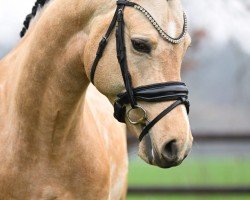 stallion Double Jackpot PP (Austrian Reitpony, 2021, from Dallmayr K)