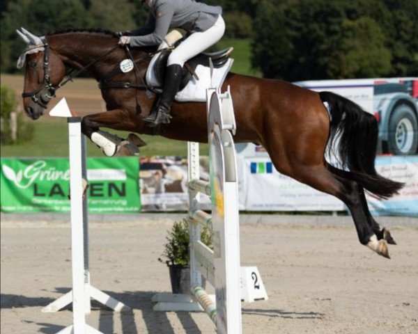 jumper Quirly Whirly (Hanoverian, 2016, from Qualito)