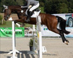 Springpferd Quirly Whirly (Hannoveraner, 2016, von Qualito)