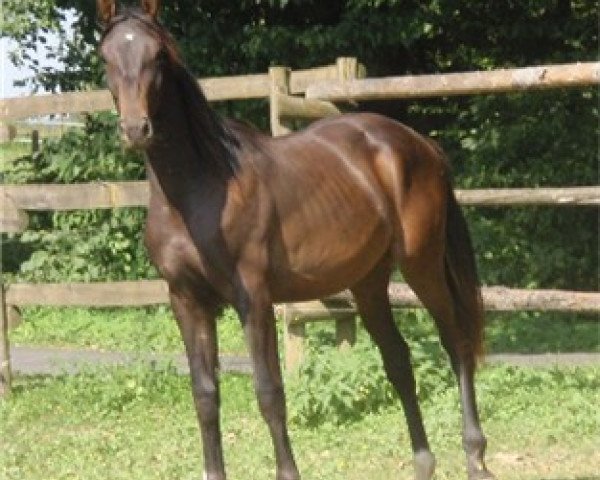 horse Good Boy (Austrian Warmblood, 2008, from Galliano)