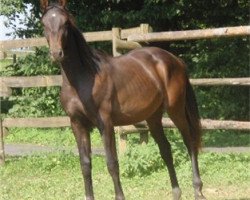 Pferd Good Boy (Österreichisches Warmblut, 2008, von Galliano)