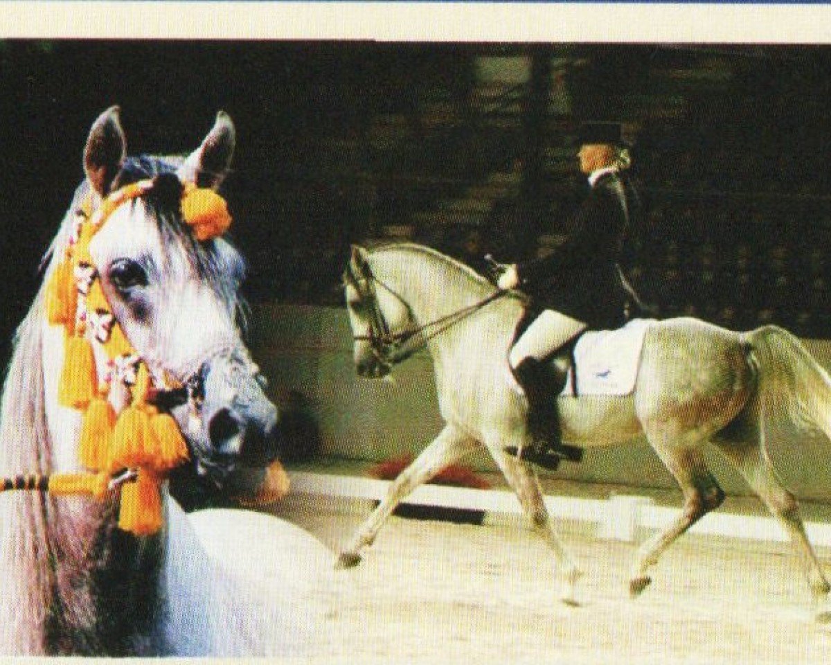 Deckhengst Ben Hur Ibn Naheed EAO (Vollblutaraber, 1996, von Naheed EAO)