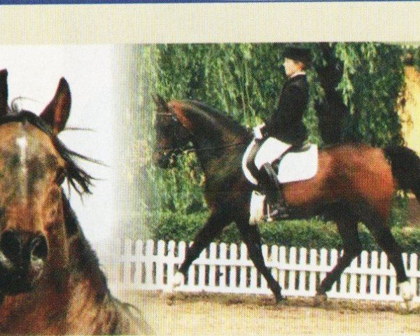 stallion Welcar Pegasus ox (Arabian purebred, 1987, from Puszczyk ox)