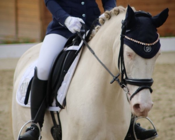 Dressurpferd Gloria 596 (Deutsches Reitpony, 2018, von Golden West NRW)