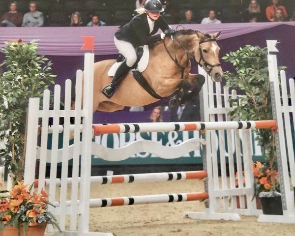 horse Orchid's Gisa (Nederlands Rijpaarden en Pony, 2009, from Kanshebber)