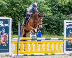 Springpferd Steendieks Cocky Dancer (Deutsches Reitpony, 2016, von FS Chambertin)