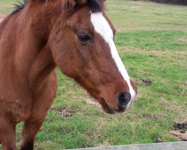 horse Mario 84 (German Riding Pony, 1991, from Mentos)