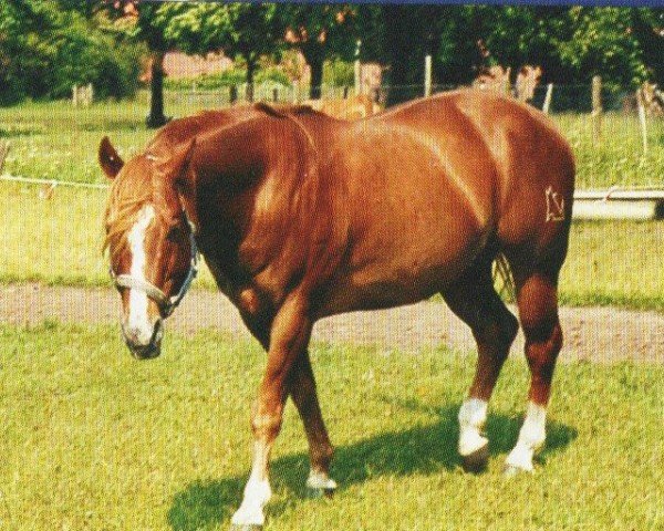 Pferd Colonel Mc Coy (Quarter Horse, 1986, von Colonel Freckles)